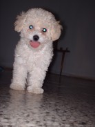 Fotos de perros
